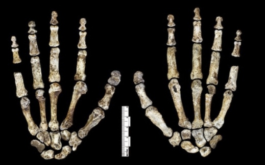 Le ossa delle mani di Homo Naledi: appaiono adatte all'utilizzo di utensili, ma le dita sono curve, poteva arrampicarsi