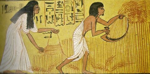 La raccolta del grano nell'Antico Egitto da un affresco ritrovato in una tomba a Deir el-Medina