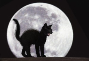Il gatto nero, una delle superstizioni più diffuse